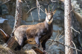 Antonio Petrone - Chamois Gran Paradiso National Park - 2019 