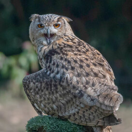 Photo by Dino Topa Eurasian Eagle-Owl - Oasi di Sant'Alessio - Nikon D500 + Nikkor 300mm - f/5.6 - 1/3200 - ISO 800, tripod