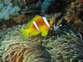Roberto Bellu - Nemo Clownfish - Amphiprion bicinctus