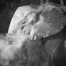 African elephant - Laxodonta africana Photo by Lorenzo Marchetti