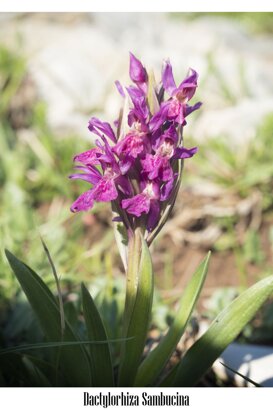 Gianpiero Iacobucci Dactyloriza sambucina - Lepini Mountains - Lazio