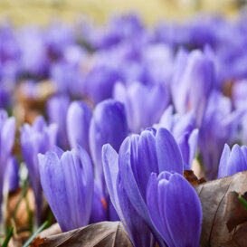 Crocus vernus Photo by Caterina Reame