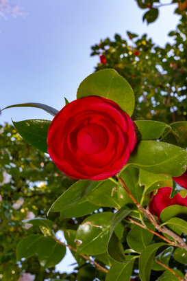 Armando Pezzarossa Camellia japonica spp. Villa Anelli - Oggebbio VB