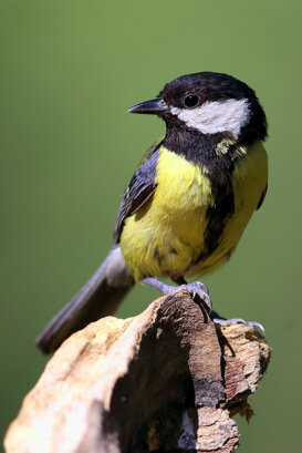 Lorenzo Marchetti Great tit - Parus major