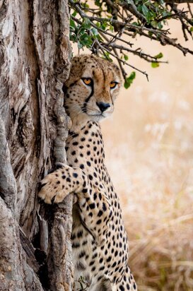 Cheetah - Acinonyx jubatus One of the 5 