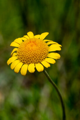 Monte Prinzera - PR - 2020 Nikon D600+105 micro nikkor 1/320 f/22 ISO 200
