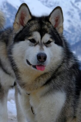 Davide Celada Alaskan malamute - Alpe Giumello - upper Valsassina 2018