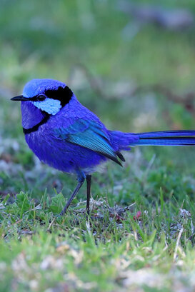 Australia - splendid fairywren Photo by Lorenzo Marchetti