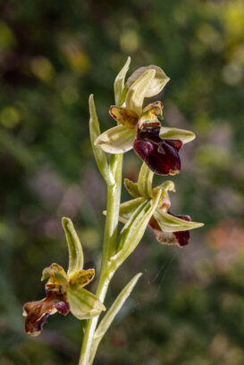 Ophrys sphegodes - Lepini Mountains Photo by Armando Pezzarossa