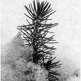 Photo by Armando Pezzarossa Adamas - Adamello Park