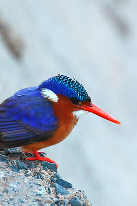 Lorenzo Marchetti - Malachite kingfisher Kenya