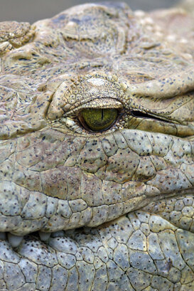 Nile crocodile - Crocodylus niloticus Photo by Lorenzo Marchetti
