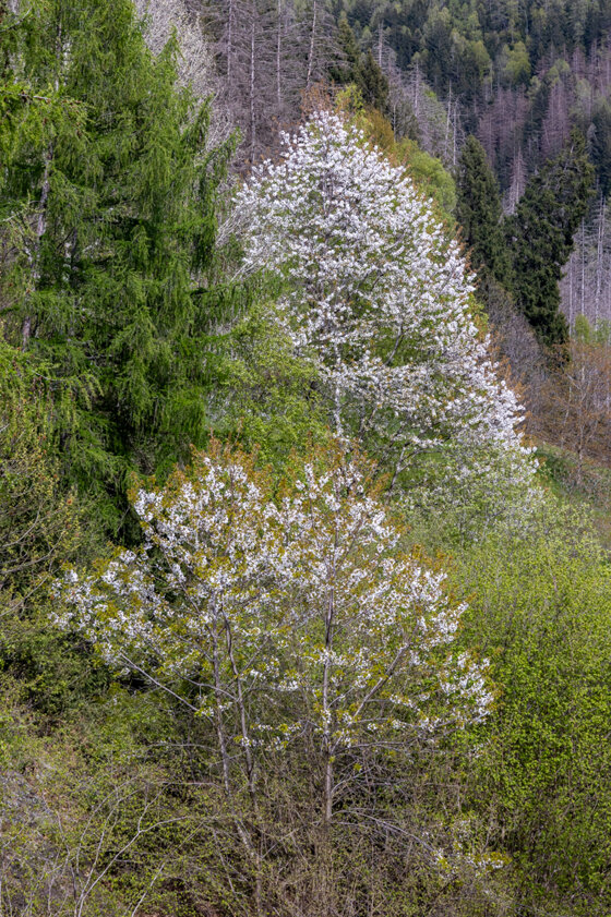 25a685f6-2b5c-478f-946f-361a3d97f0a9 25a685f6-2b5c-478f-946f-361a3d97f0a9