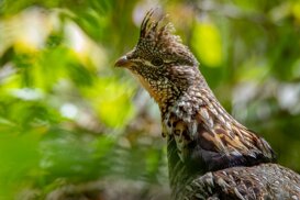 Armando Pezzarossa Francolino - Bonasa Umbellus - Canada Quebec