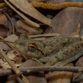 Photo by Armando Pezzarossa