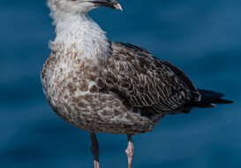 Photo by Dino Topa Young Seagull - Argentario 2020 - Nikon D500 Nikon 300mm - f/4 - 1/6400 ISO 100, handheld.