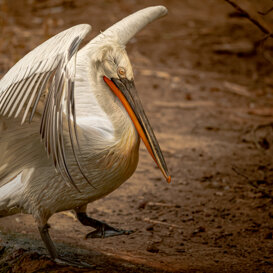 Crested Pelican - Oasi Sant' Alessio (PV) Nikon D500 + Nikkor 300 mm 1/2000 f/4 ISO 500 (tripod)