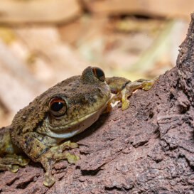 Photo by Armando Pezzarossa