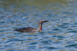 Photo by Armando Pezzarossa Red-throated Loon - Gavia stellata - Great Bear Rainforest - British Columbia Canada