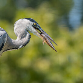 GREY HERON Nikon D500 - nikon 300 mm + 1.4x teleconverter. F5.6- iso 400 - 1/1600 sec.