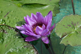 Maurizio Maraschi - Villa Taranto VB Water Lilies - Fuji Xt2 and a 55-200 at 116 mm f/10 1/850 ISO 1000