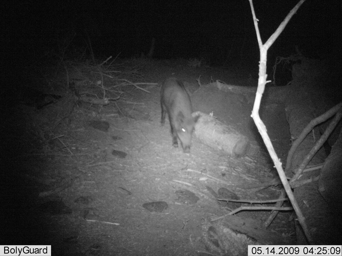 Cinghiale - Sus scrofa Cinghiale - Sus scrofa