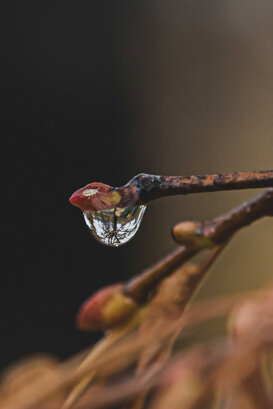 Photo by Dino Topa Drop - macro - Milan - Nikon D500 Sigma 105mm macro - f7.1 - 1/500 ISO 400, handheld