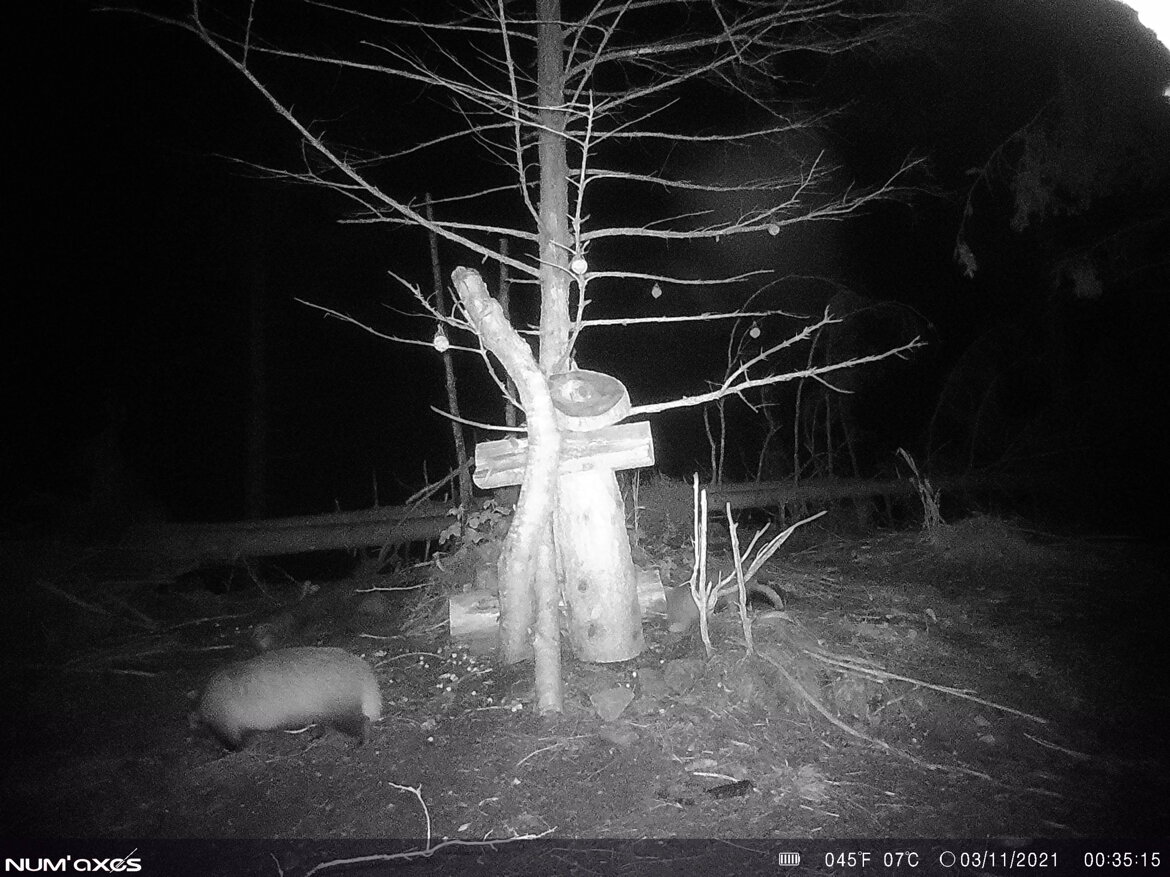 Tasso - Meles meles Tasso - Meles meles