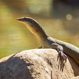 Photo by Armando Pezzarossa