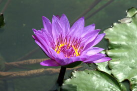 Maurizio Maraschi - Villa Taranto VB Lotus Flower - Nelumbo nucifera Fuji Xt2 55-200 mm f/10 1/950 ISO 1000