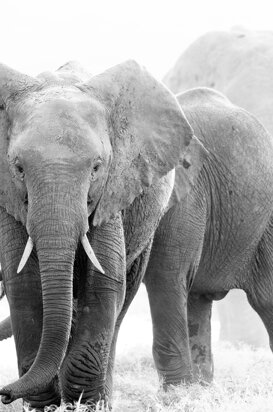 Elephants - Loxodonta africana Elephant family, Amboseli, Kenya 2018