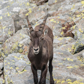 Ibex - Capra ibex - Orobie Bergamasche Photo by Luca Di Pinto
