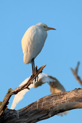Australia - Cattle Egret Photo by Lorenzo Marchetti