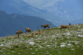 Abruzzo Chamois Photo by Gianpiero Iacobucci