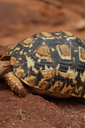 African tortoise Photo by Lorenzo Marchetti