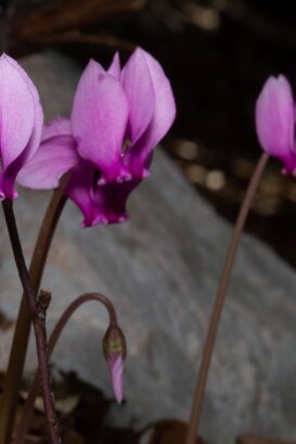 Photo by Armando Pezzarossa