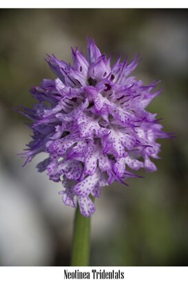Gianpiero Iacobucci Neotinea Tridentata - Lepini Mountains - Lazio