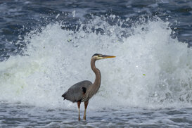 Photo by Armando Pezzarossa