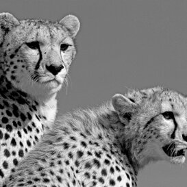 Cheetahs - Acinonyx jubatus Photo by Lorenzo Marchetti