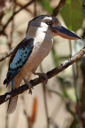Australia - Blue Kookaburra Photo by Lorenzo Marchetti
