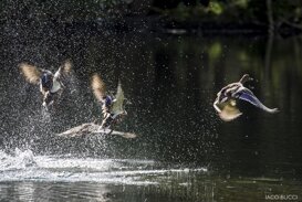Germani Photo by Gianpiero Iacobucci