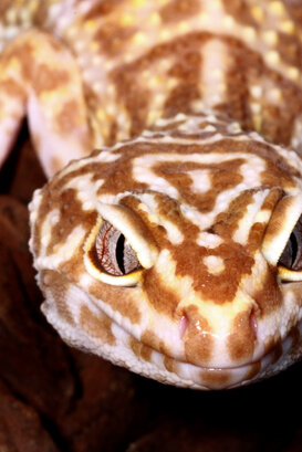 c849a9e4-2bf4-4249-8730-3664fc00b5ed