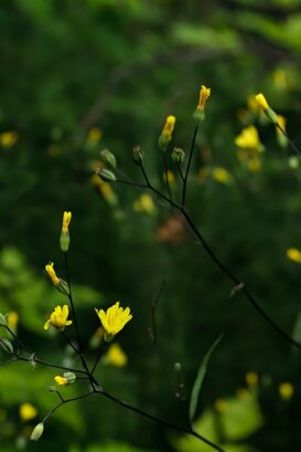 Photo by Armando Pezzarossa