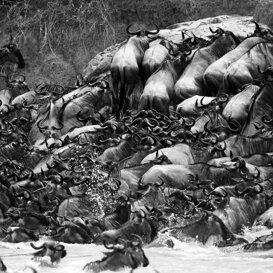Gnus migrating Photo by Lorenzo Marchetti