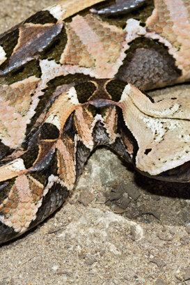 Gabon viper - Bitis gabonica Photo by Lorenzo Marchetti