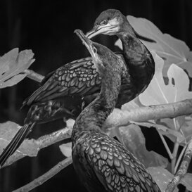 Photo by Dino Topa Cormorants (B&W) - Sant'Alessio Oasis - NikonD500 Nikkor 300mm - f/5.6 - 1/640 - ISO 2000, tripod