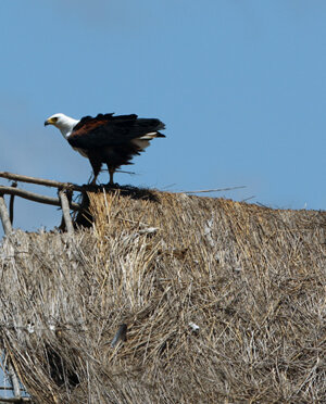 eyJpdCI6IiJ9 eyJpdCI6IiJ9