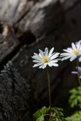 Apennine anemone - Lepini Mountains Photo by Armando Pezzarossa