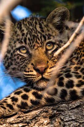 Leopard - Panthera pardus A leopard cub looks at its mother on the adjacent branch, Kruger National Park 2016