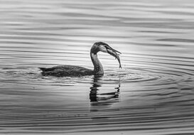 Great Crested Grebe - Podiceps cristatus Photo by Dino Topa